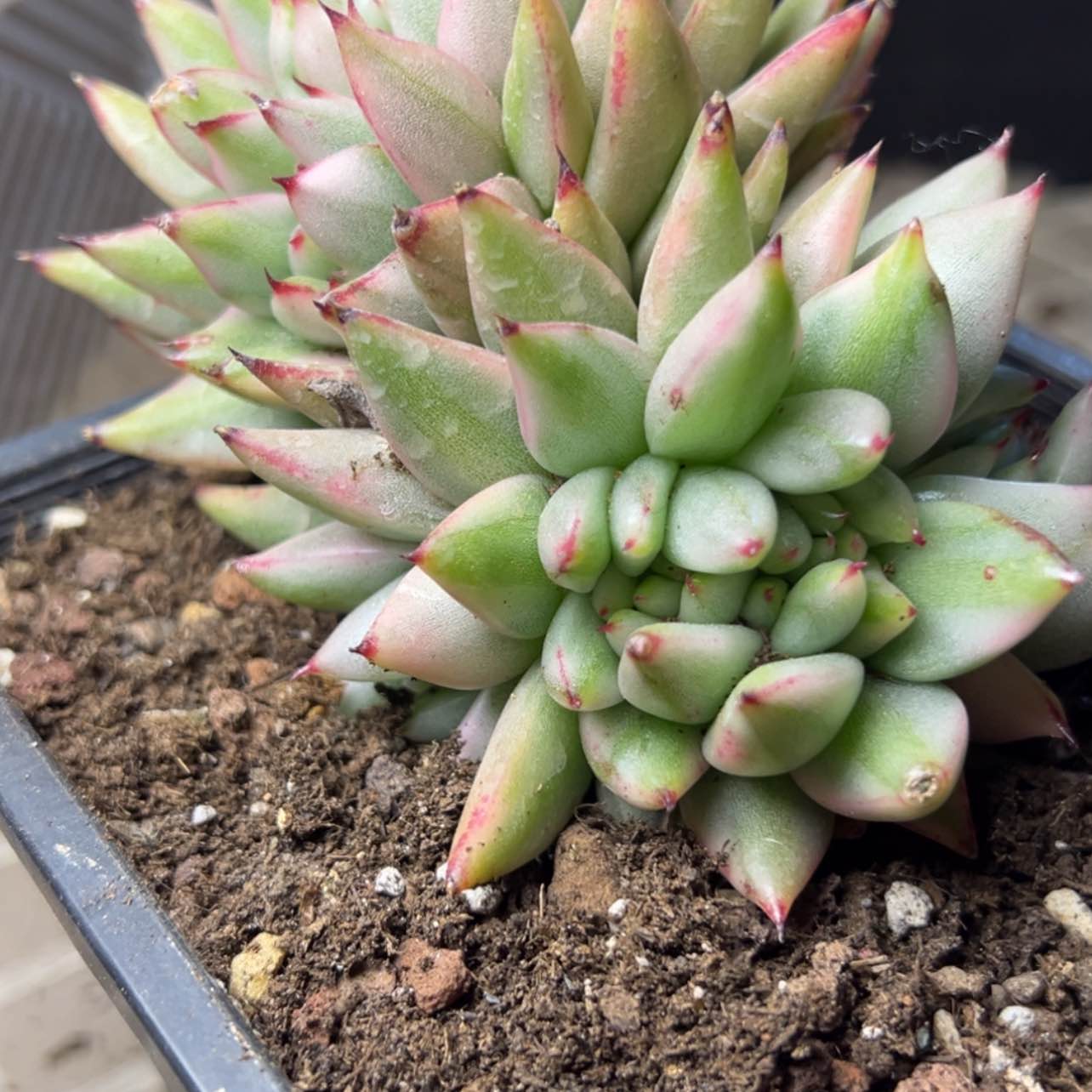 【闪购商品】艾克魂缀锦多肉29.8