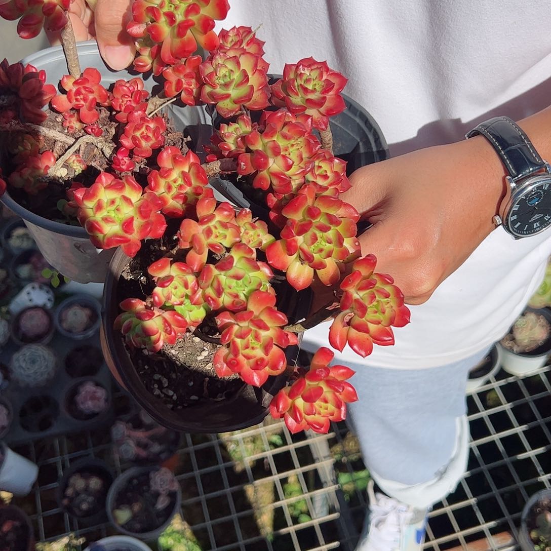 小灯笼三盆老桩露养