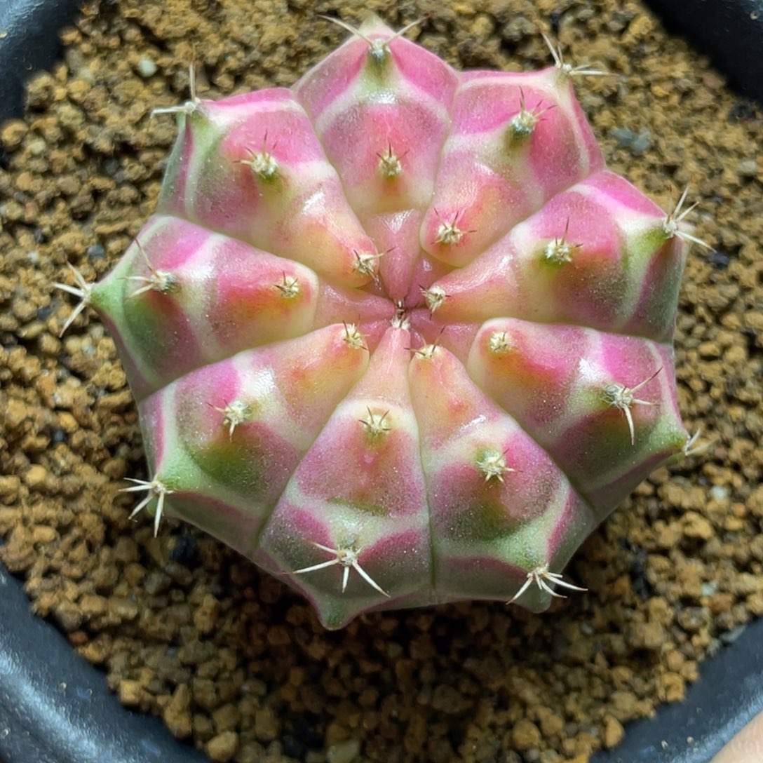 当前无花朵，栽培后可花朵包子粉白轮回