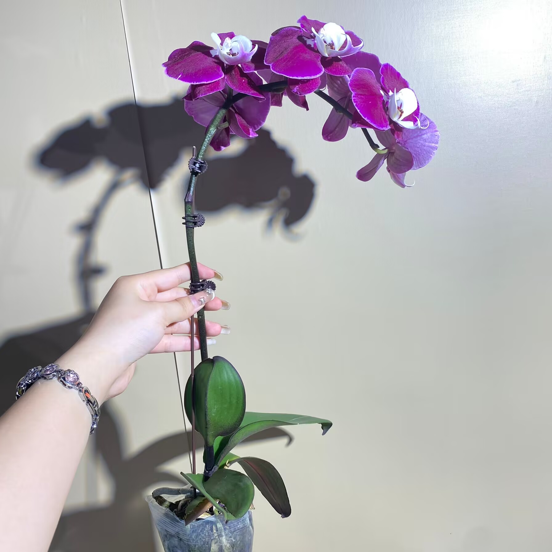 米歇尔 欧洲进口蝴蝶兰  观赏花卉 现货发货真花观赏