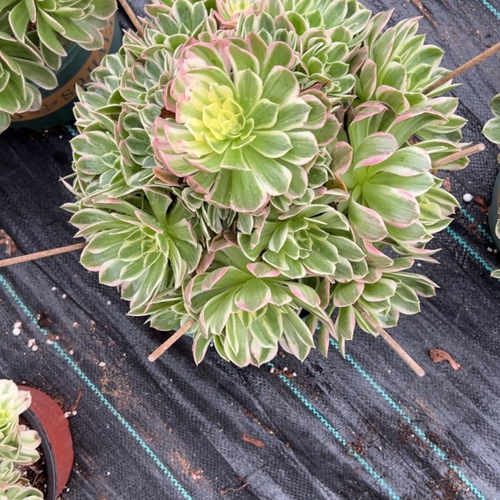 ****煜海王多肉植物花花