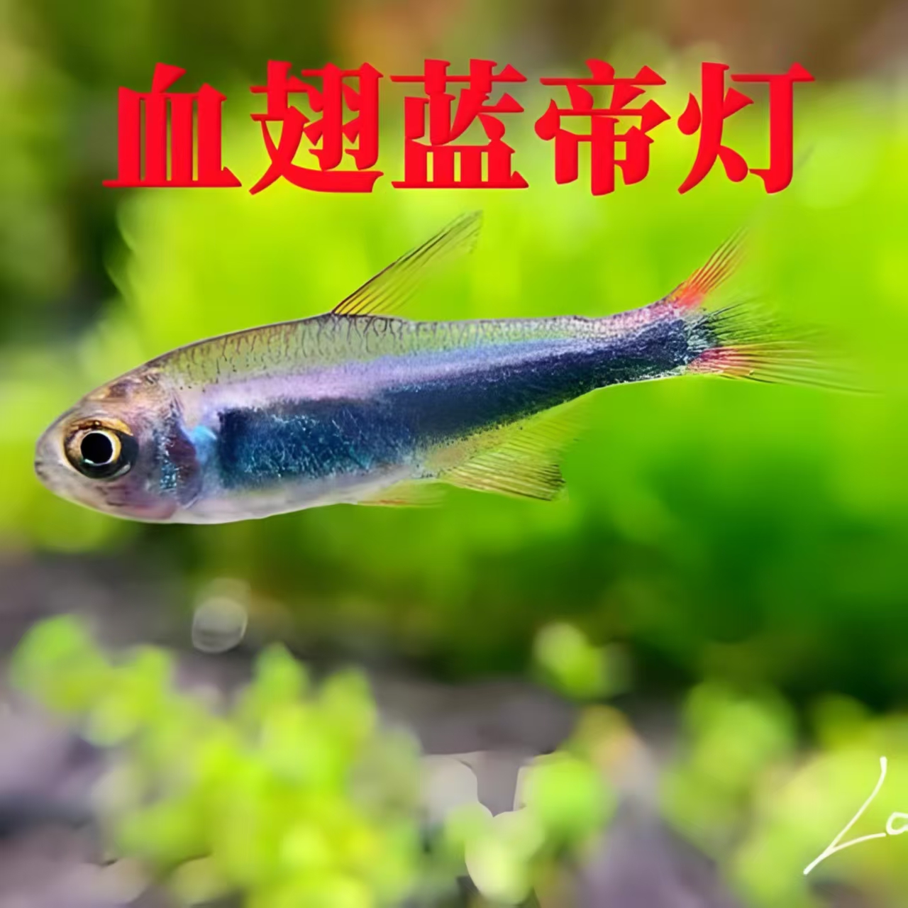 血翅蓝帝南美高端灯科鱼小型热带观赏鱼小型观赏鱼冷水鱼观赏鱼