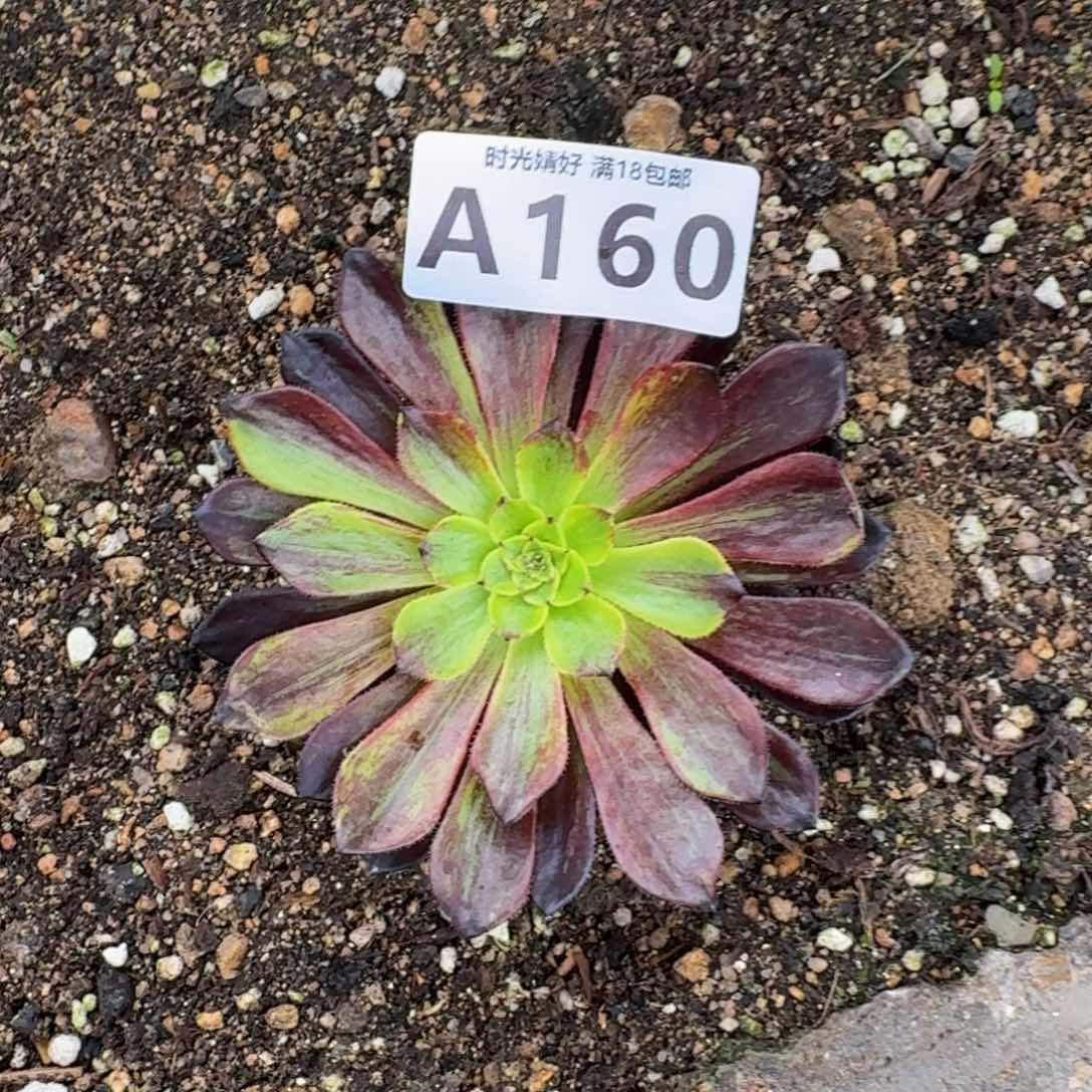 160莫兰迪多肉植物