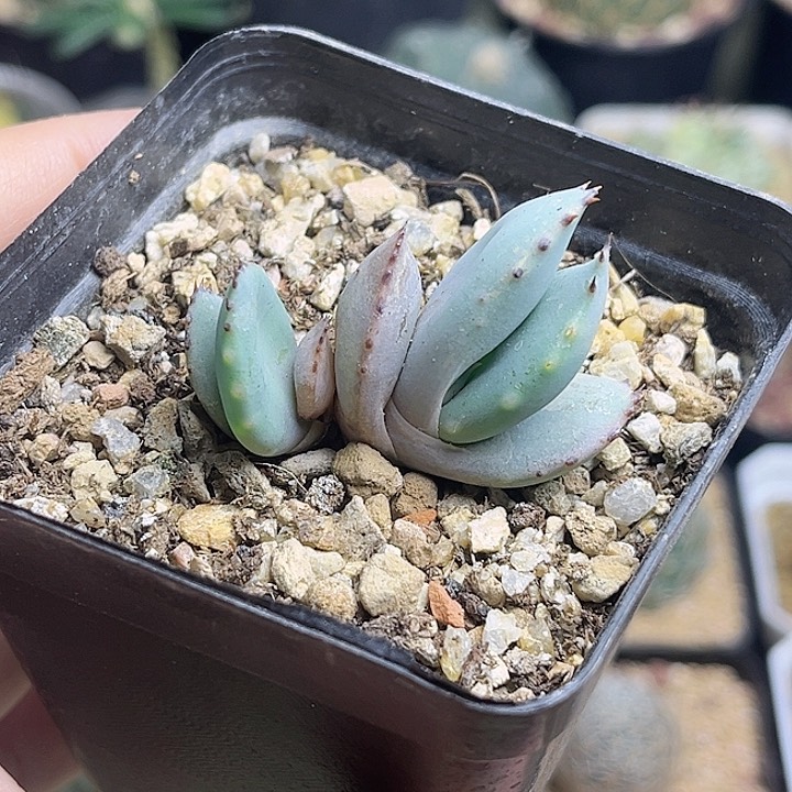 伯加芦荟双头00000