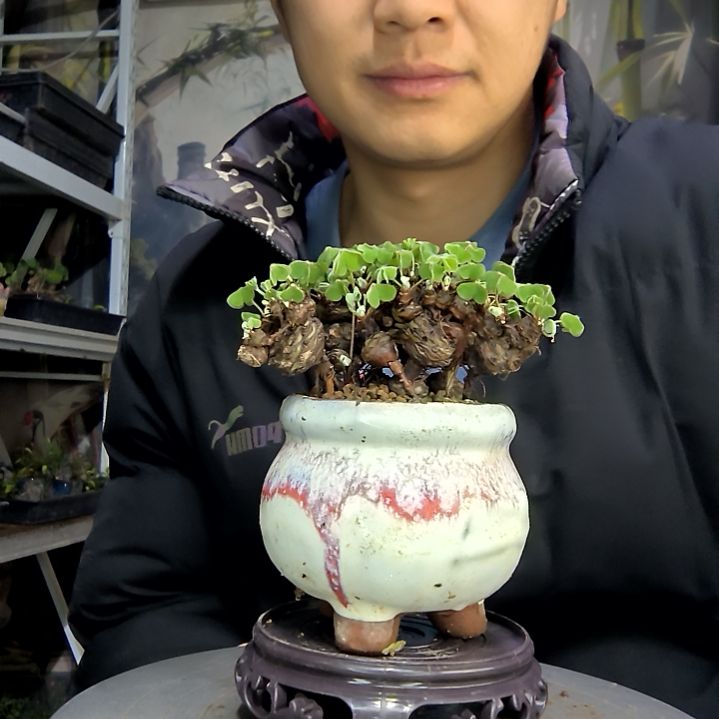 木*李中青园艺一物一拍花65