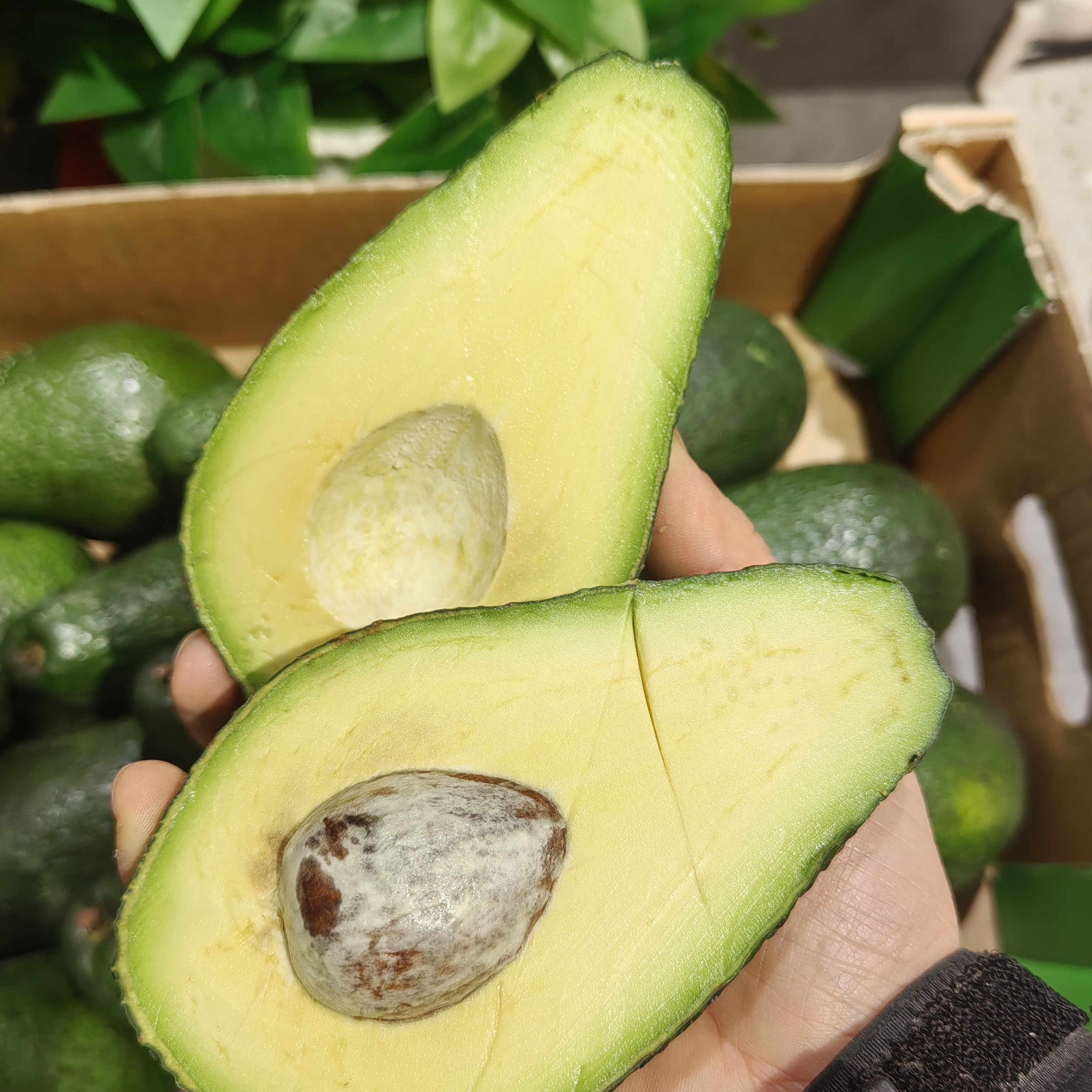 牛油果，树熟即食，植物奶油森林乳酪，10一颗（150克）