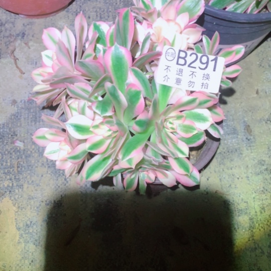 多肉植物女巫291