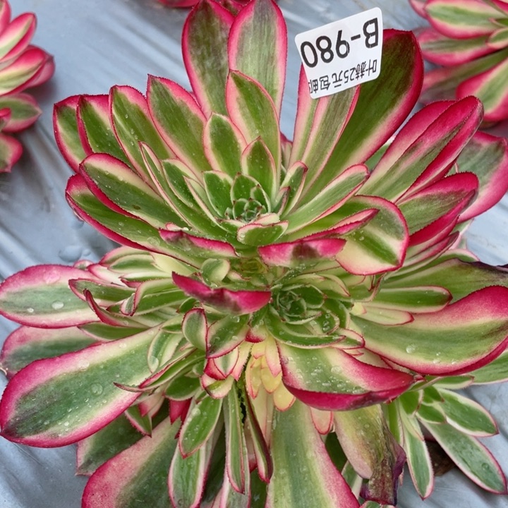 980倾城多肉12345678