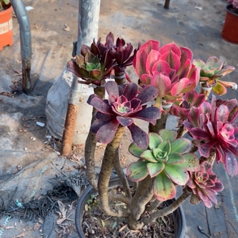 嫁接多肉植物006