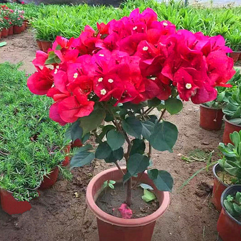 A中国红三角梅盆栽四季开花好养耐寒耐热适合室内外种植