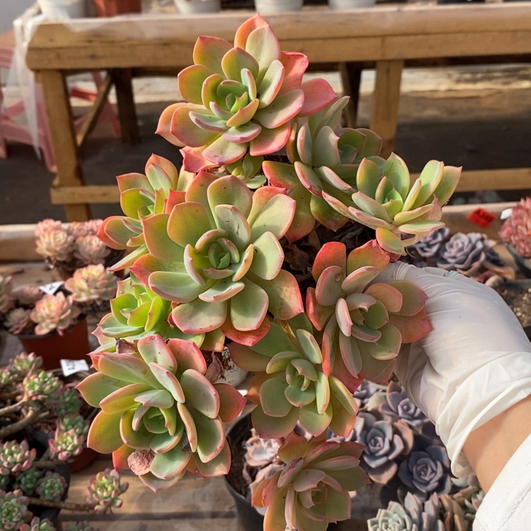 336甜橙多头一物一拍