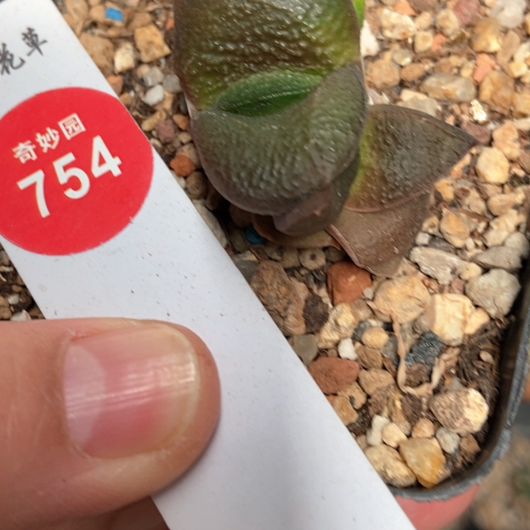 双头卧牛一棵698566