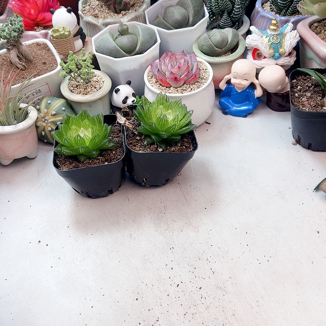 宝莲灯多肉植物一颗