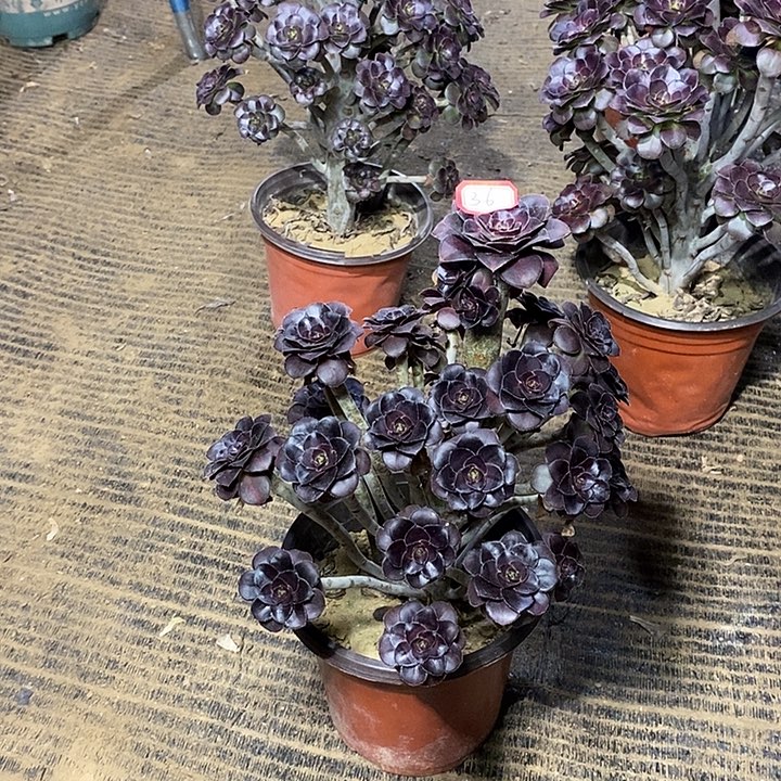 36，晚霞多肉法师多肉法师