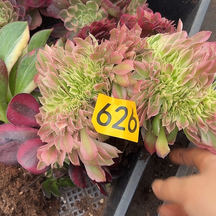 多肉植物粉水晶626