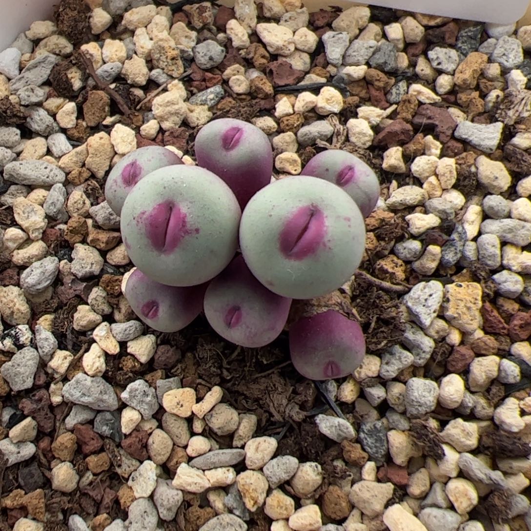 0209号1380B 小红嘴 多肉植物