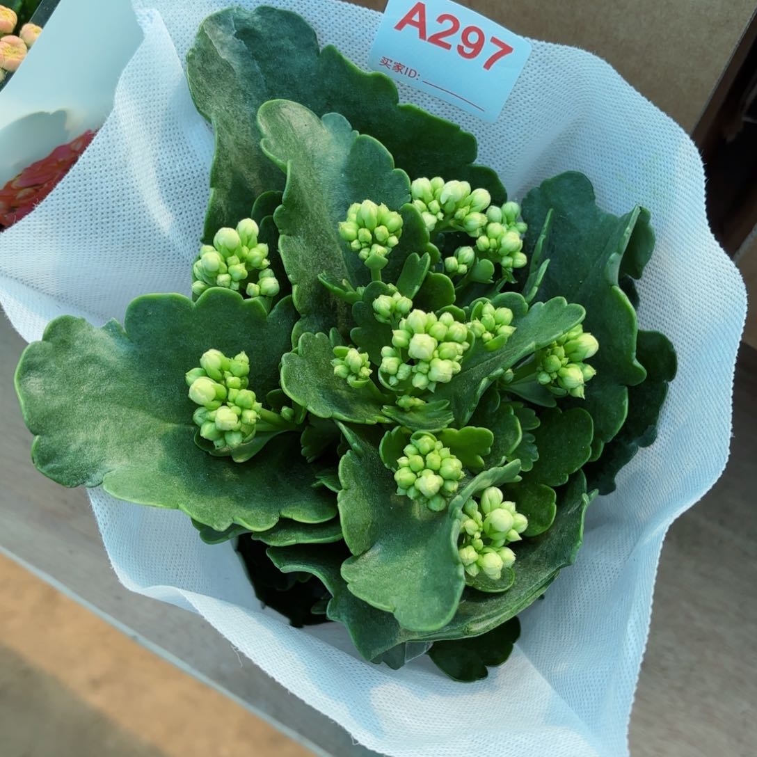 A297奶油睡莲长寿花一颗