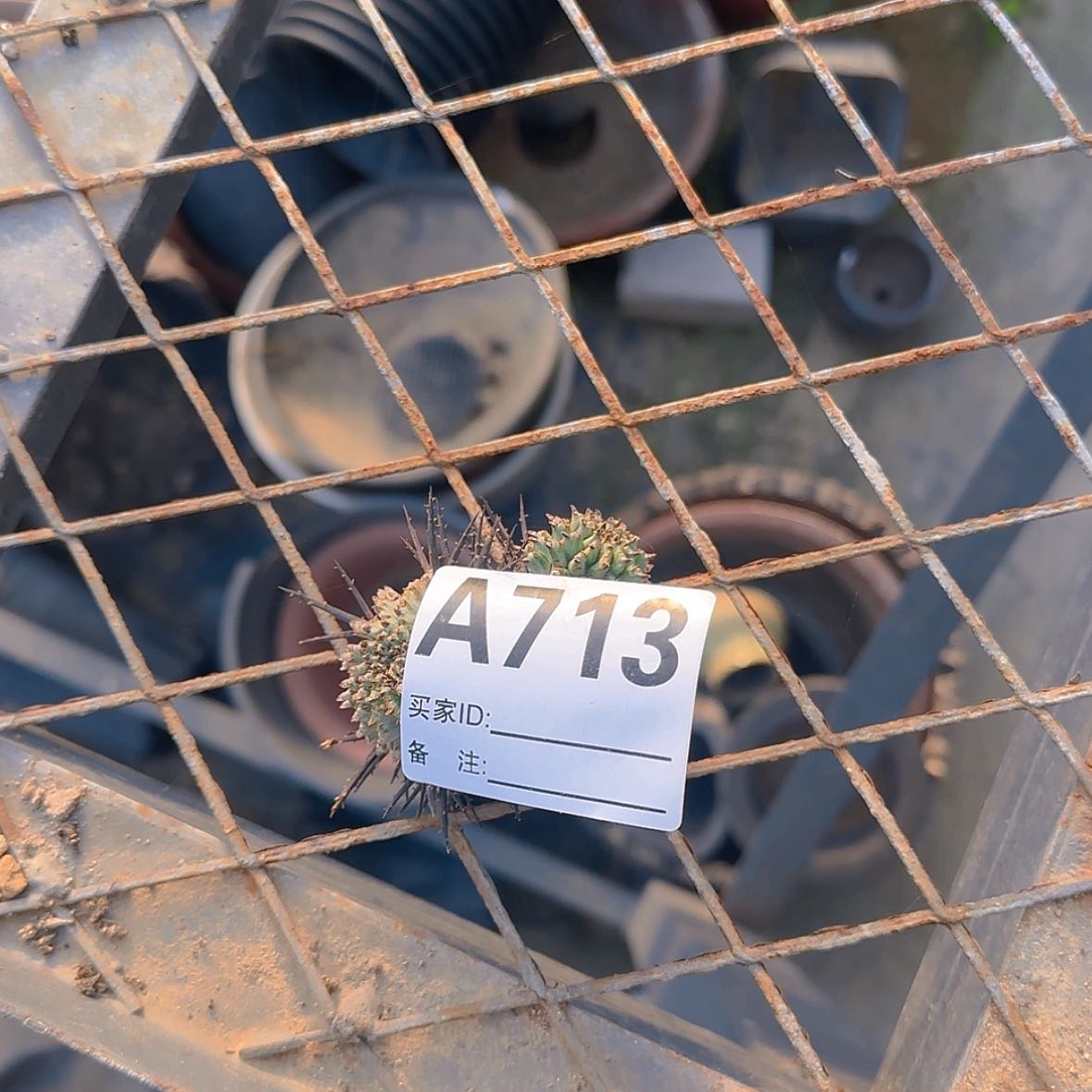 【闪购商品】刘*力块根植物