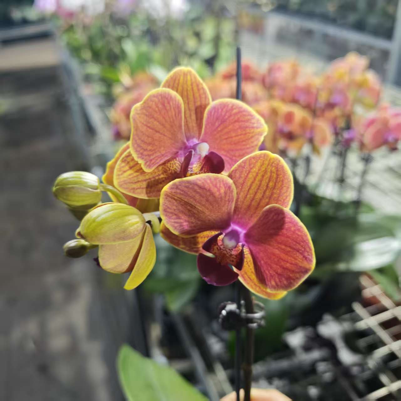 【卡布奇诺】繁生花坊微损蝴蝶兰微损不售后