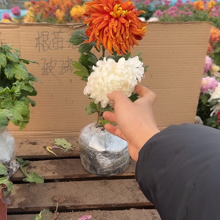 至***计完全开放兼六淡混色不包售后