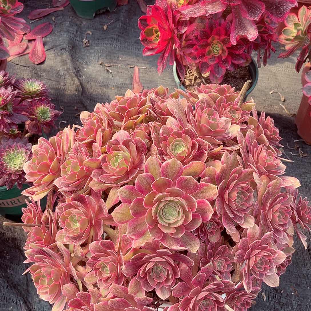 法师多肉植物浣纱