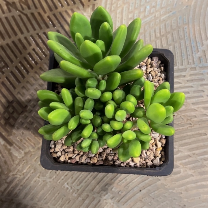 *****芒果奶自然群发货
