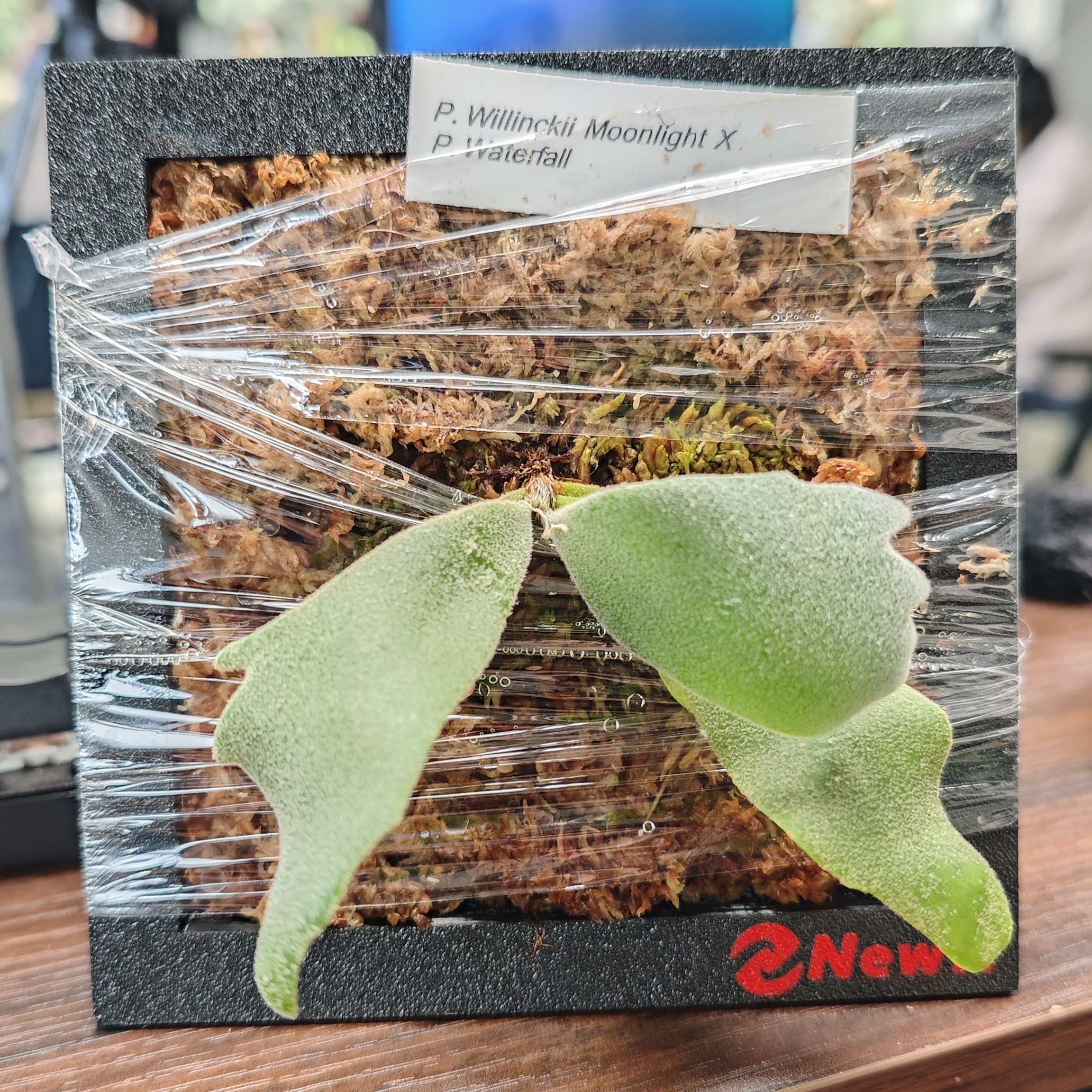 （新品）月光×瀑布 孢子杯苗 