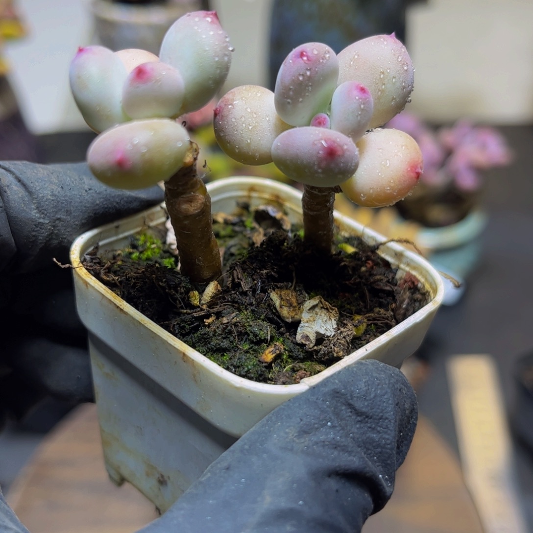 946四代苹果奶5厘米多肉