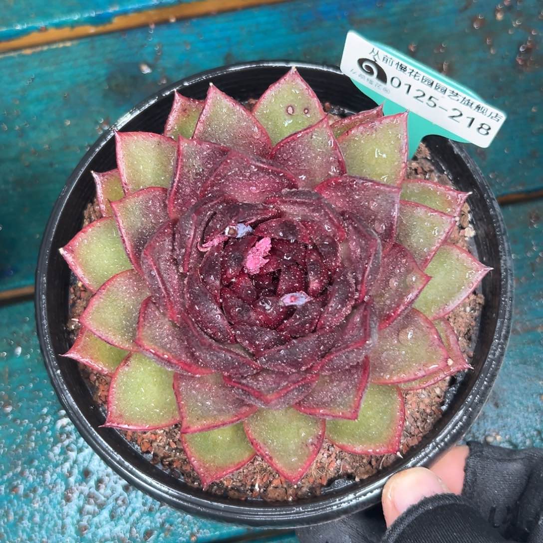 多肉一物一拍编号0125-218