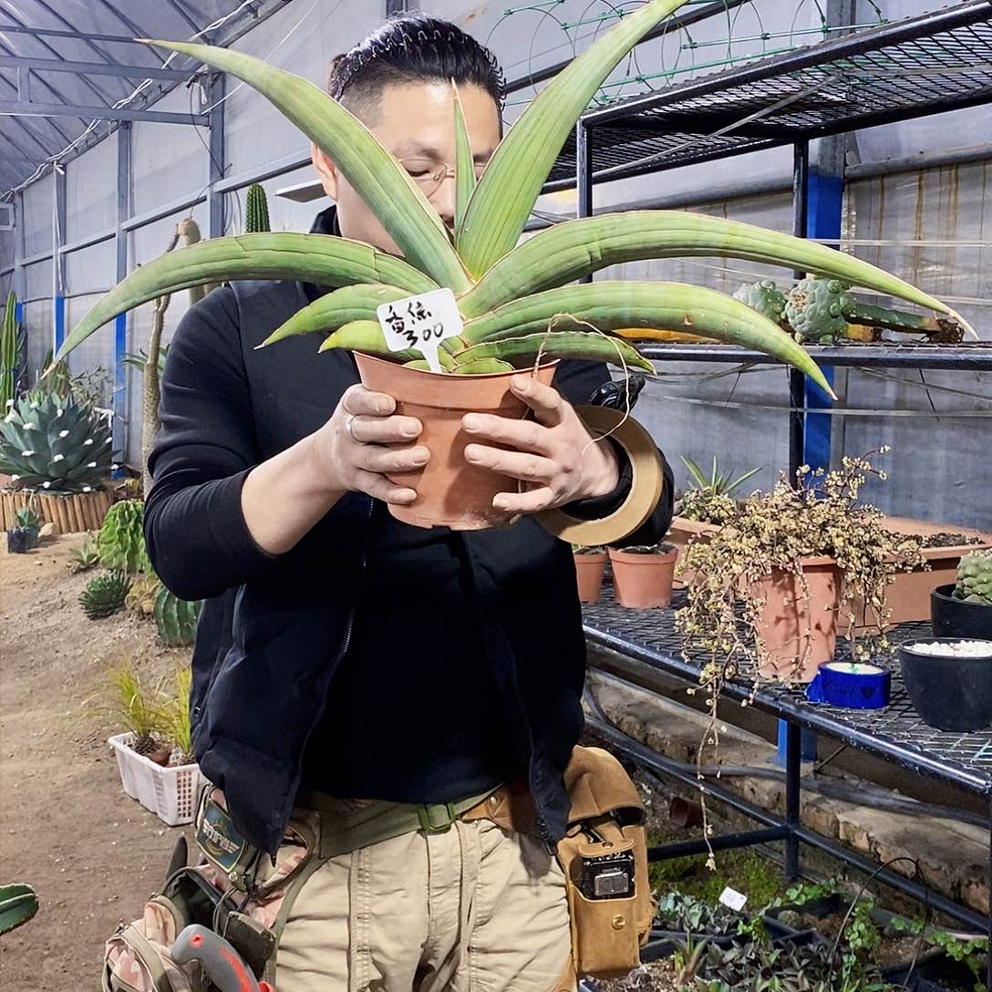 香蕉虎皮兰冠幅60厘米左右