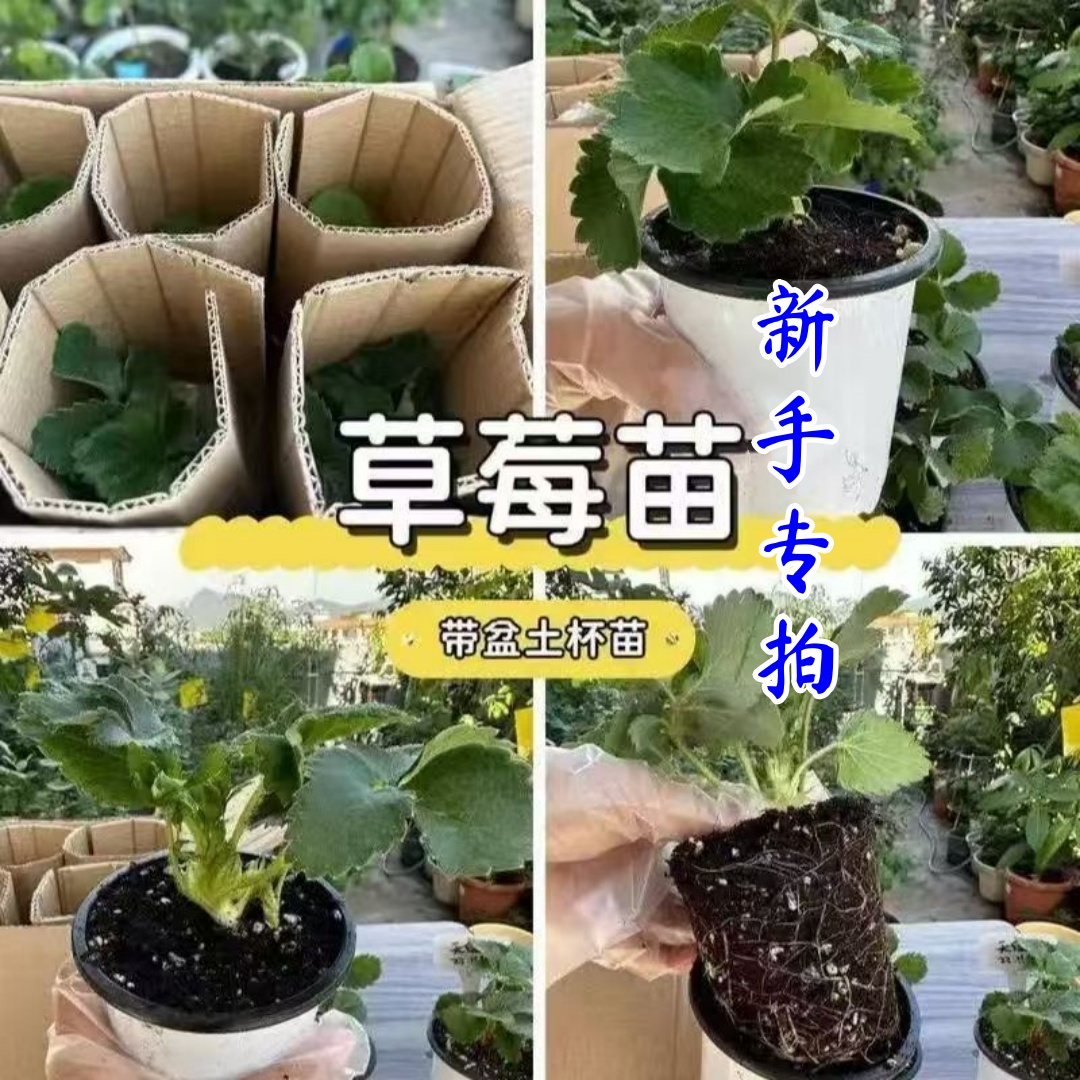 【拍5送1可自选】90#白盆草莓苗盆栽地栽原盆南北方种植