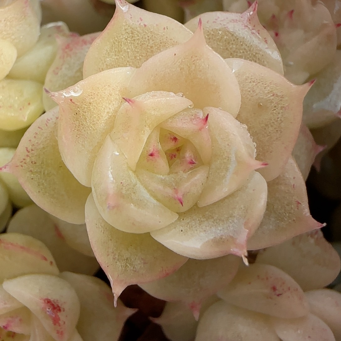 【闪购商品】0117-101散的