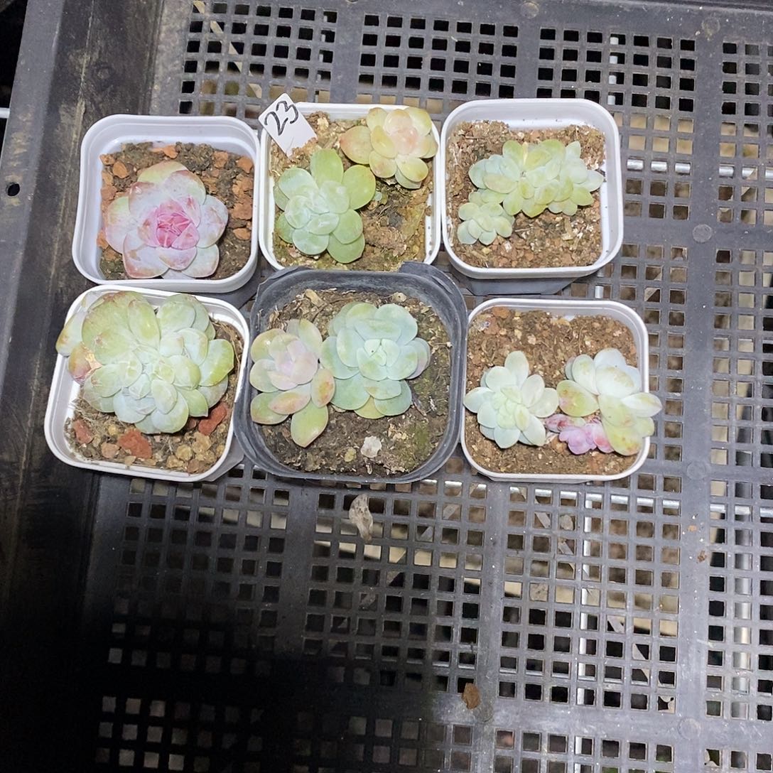 永***盛23号一筐6颗冰玉石化多肉
