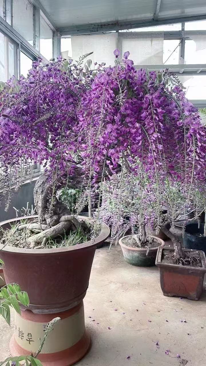 进口盆栽紫藤花极品石楠花抗旱抗寒金鸡菊正品紫藤花盆景进口紫藤