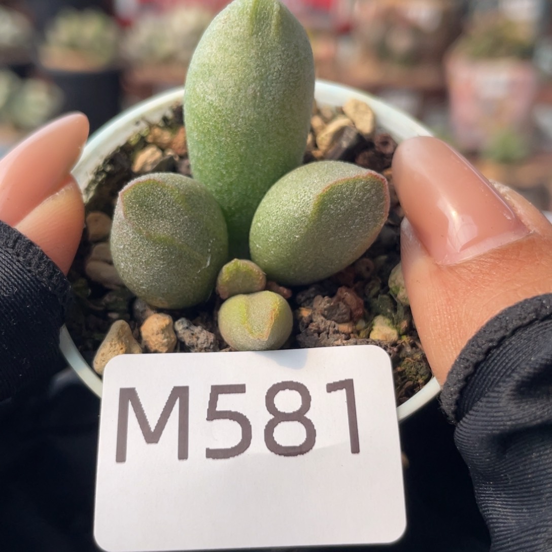     哈密瓜。 581。  