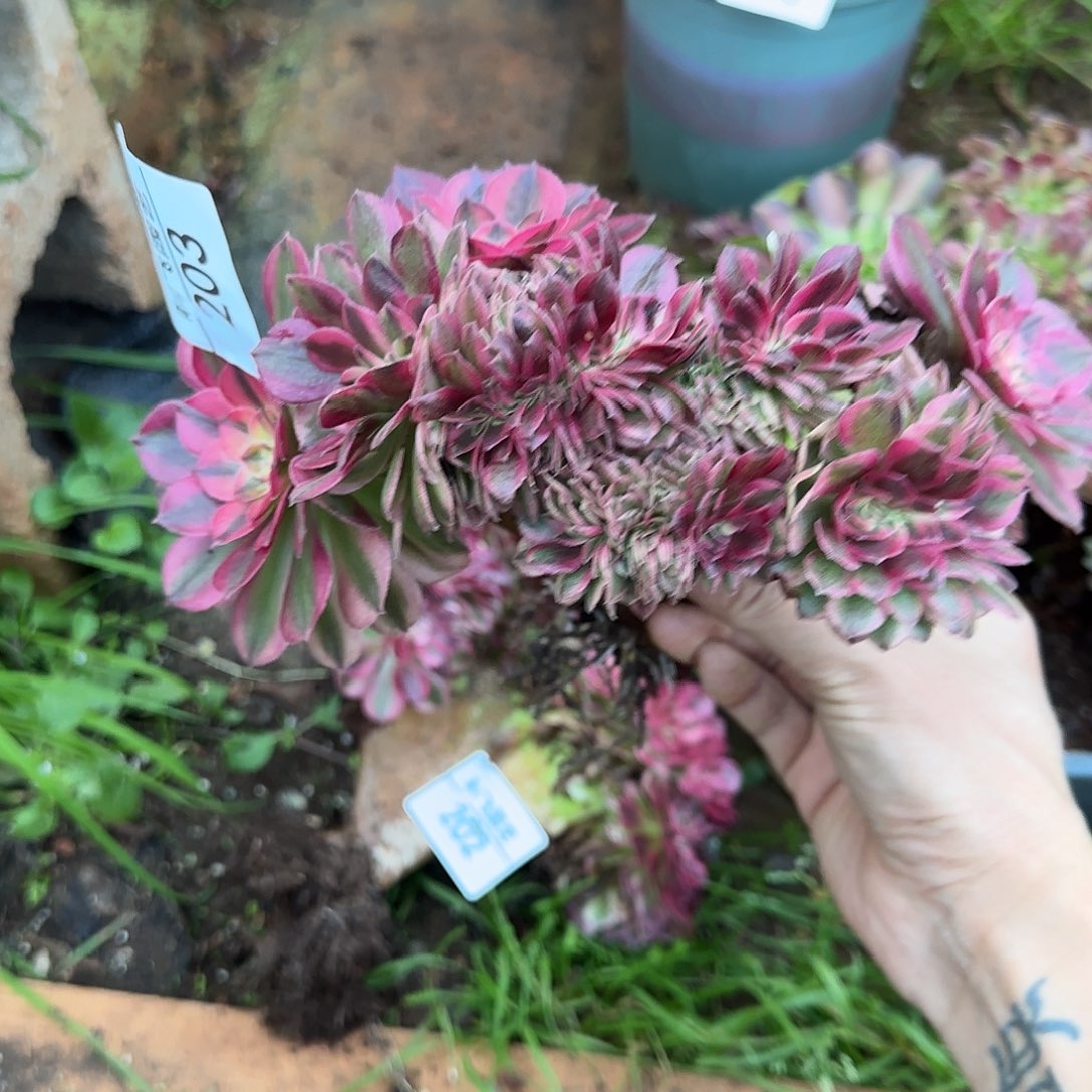 203多肉 荔枝追福利