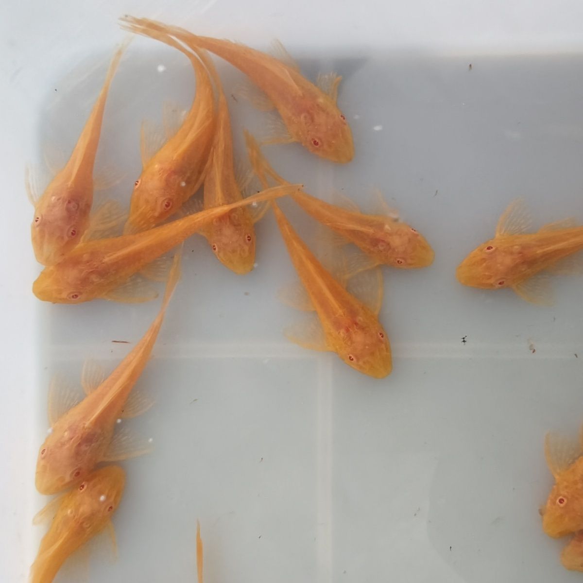 女王大帆清道夫热带观赏淡水鱼清洁鱼缸除藻吃粪便鱼养鱼观赏鱼