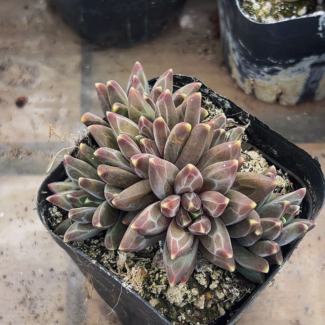 美人系列多肉植物
