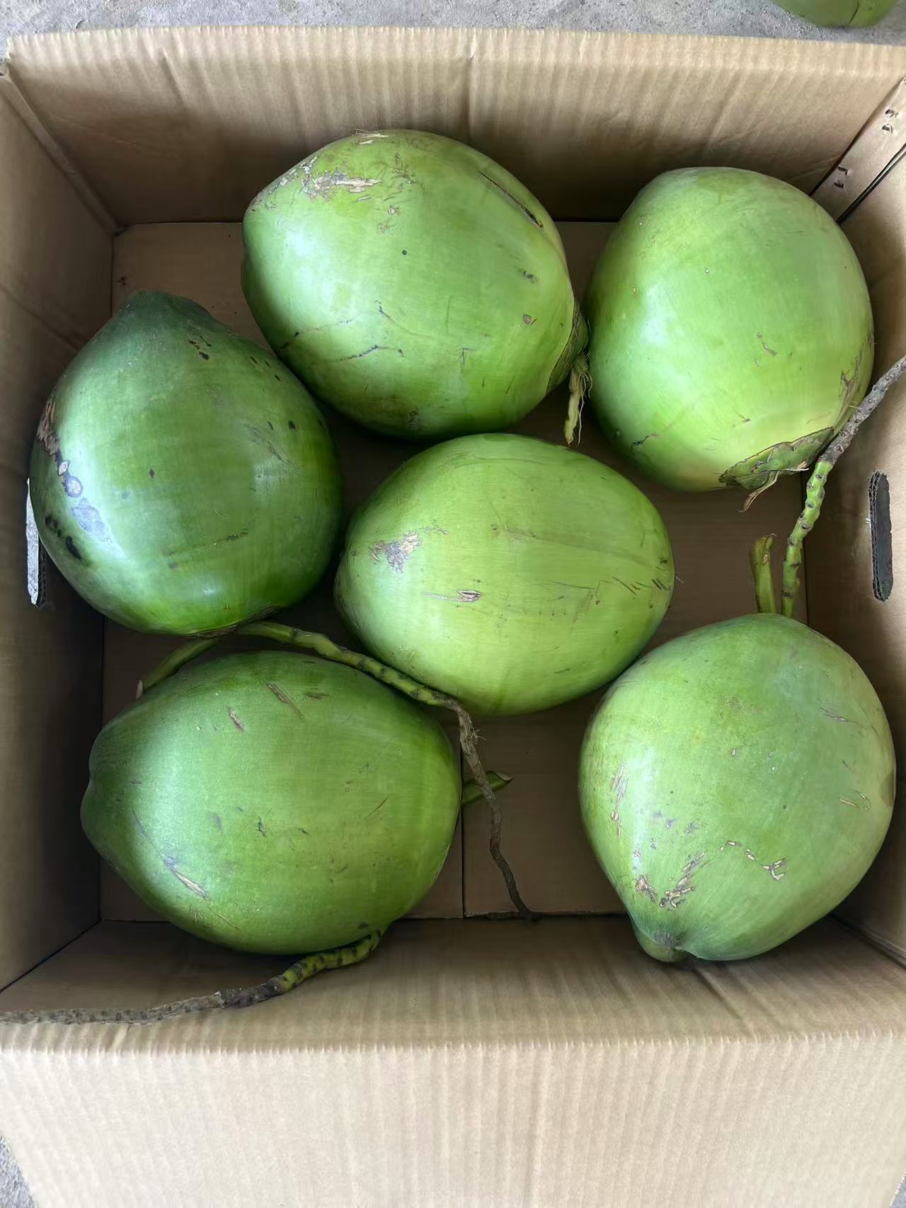 海南带皮椰大果6个装新鲜原生态椰果配送开椰器和吸管