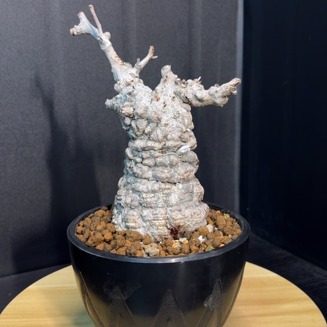 木象足漆树带盆发货