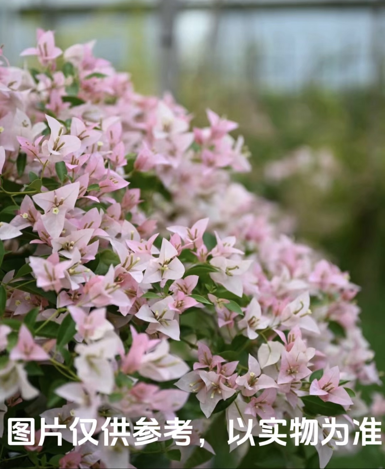 【婆罗洲樱花】三角梅花卉勤花四季开花基地直发