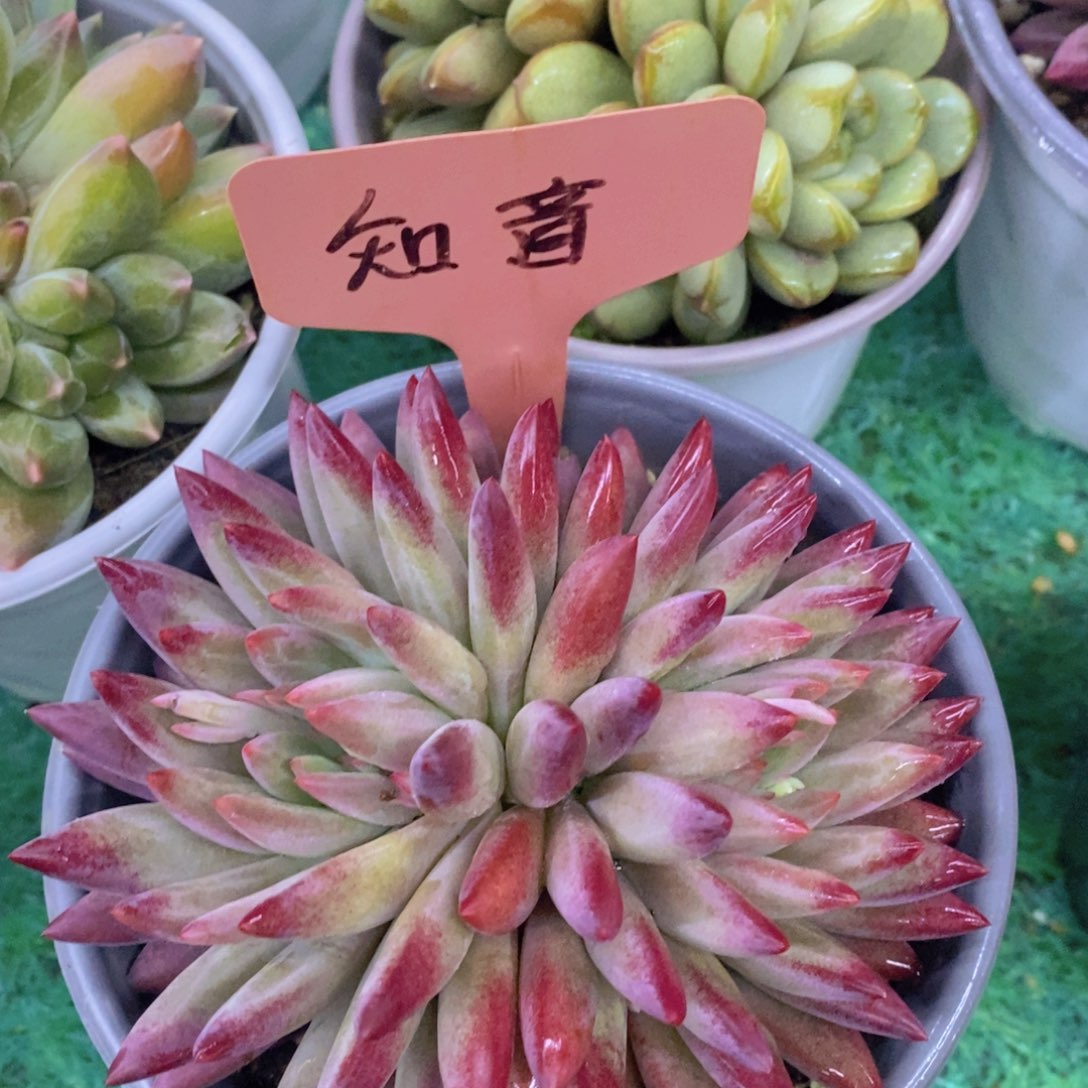 开心多肉，首播福利3