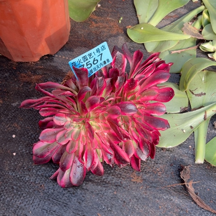 美杜莎缀7567多肉植物