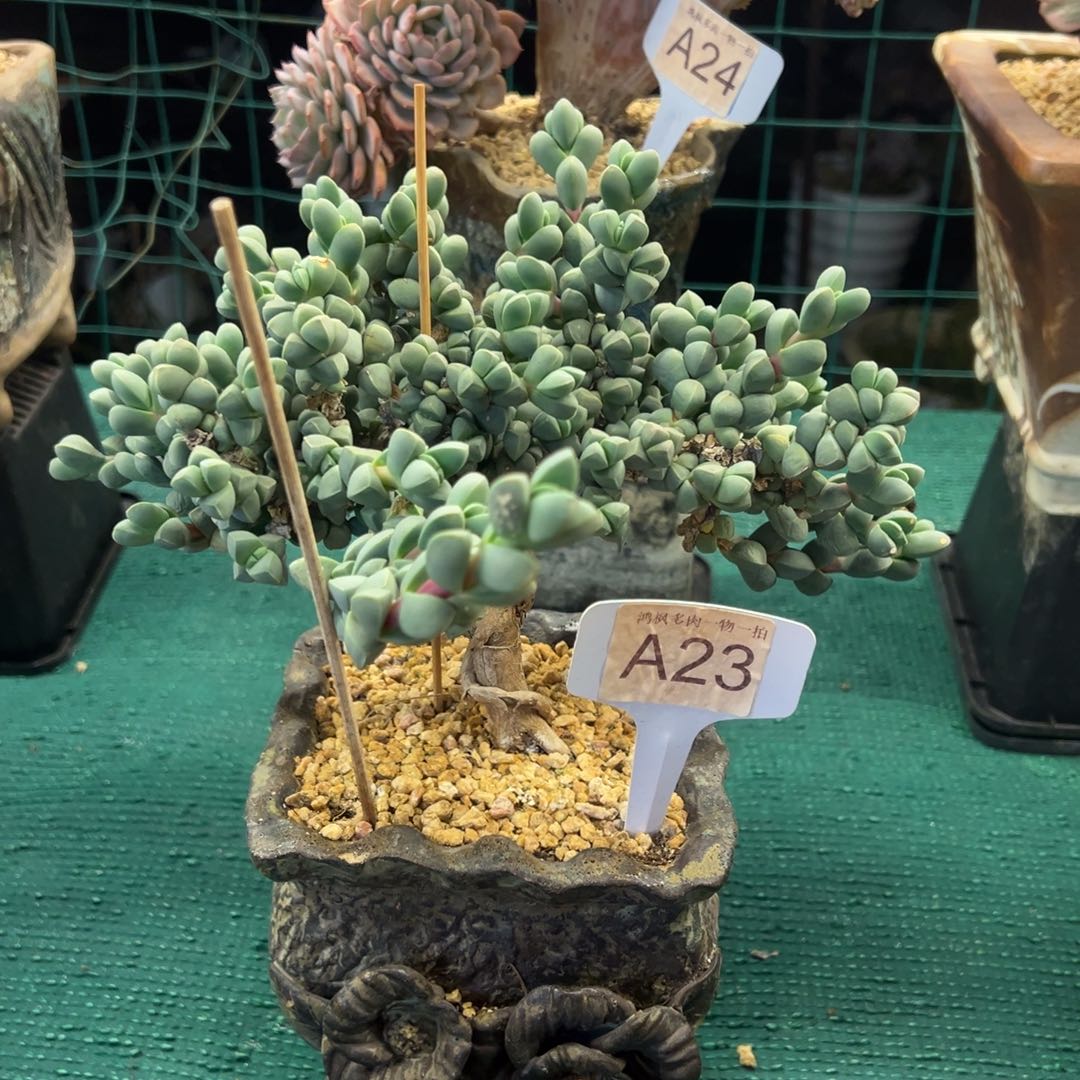 鹿角海棠，，，，，，，，，，，，，，，