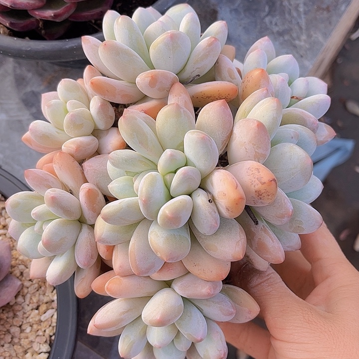 香水27172多肉植物
