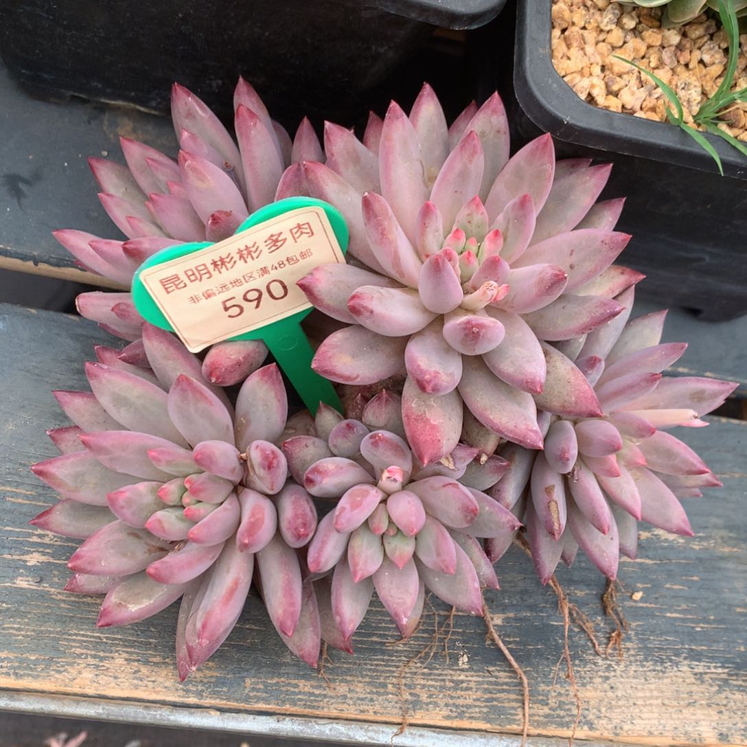 车厘子老桩无砍590