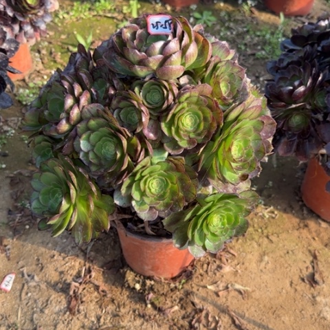 22-58黑膜多肉植物