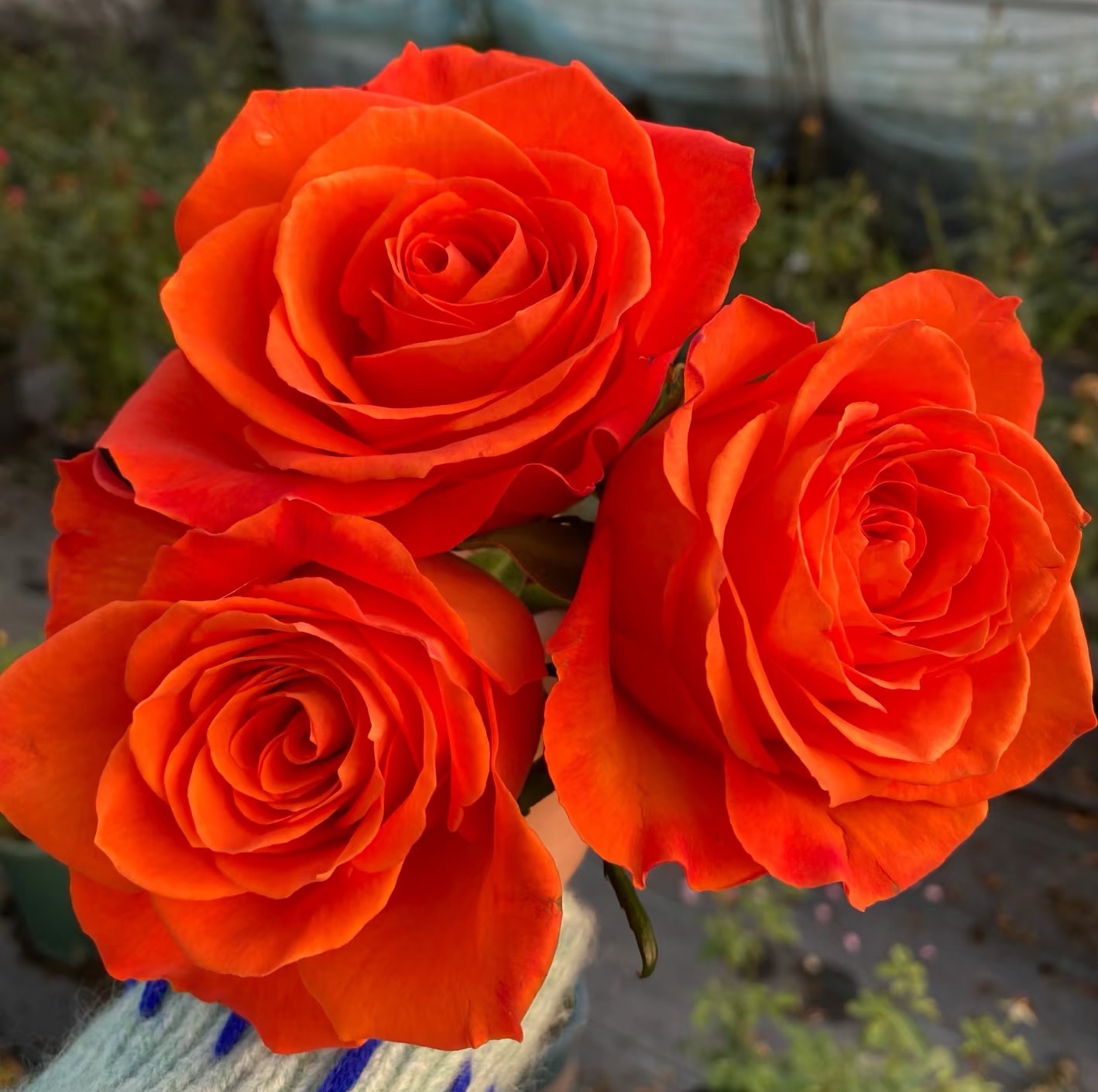 国王日（老橙意）1加仑根接悠悠花园精品盆栽月季  带盆带土发货