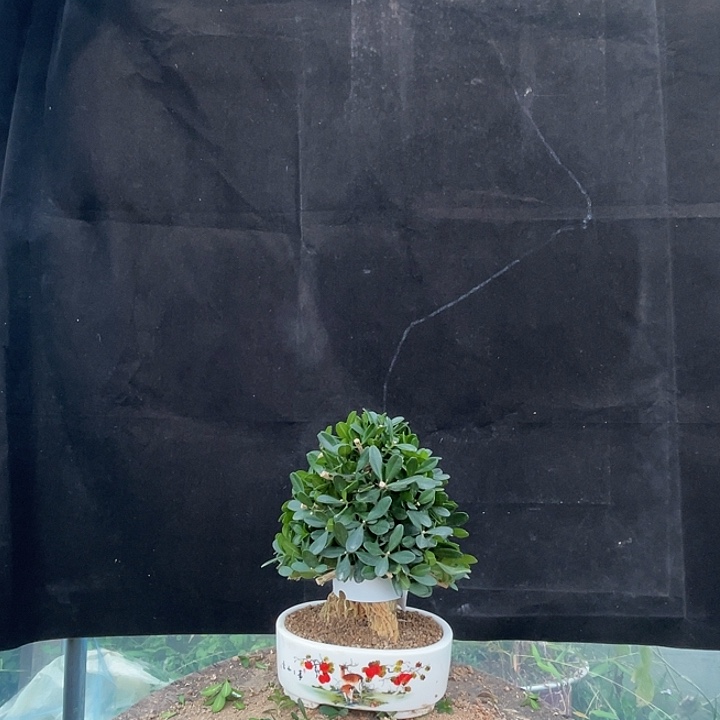 无花朵麒麟密叶黄杨