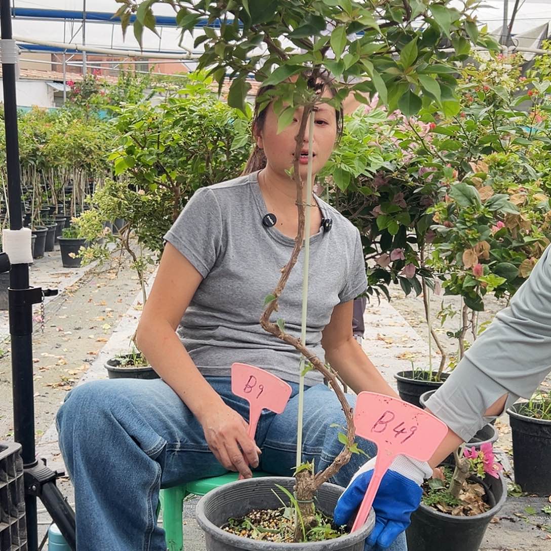 王***渣大部分花苞少量开放B49桑巴